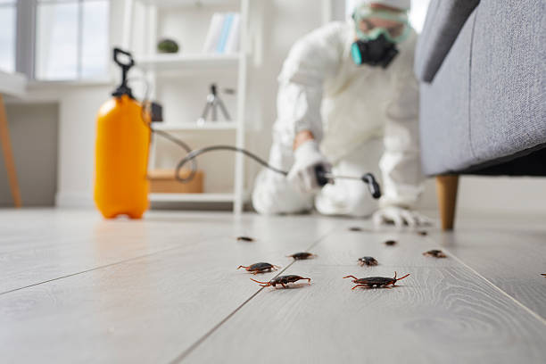 Post-Treatment Bed Bug Interceptor Monitoring in Waelder